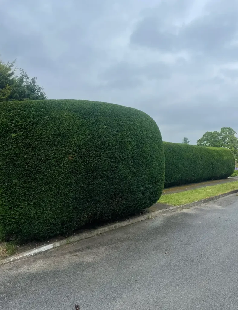 Tree surgeon in Godalming by SD Tree Care