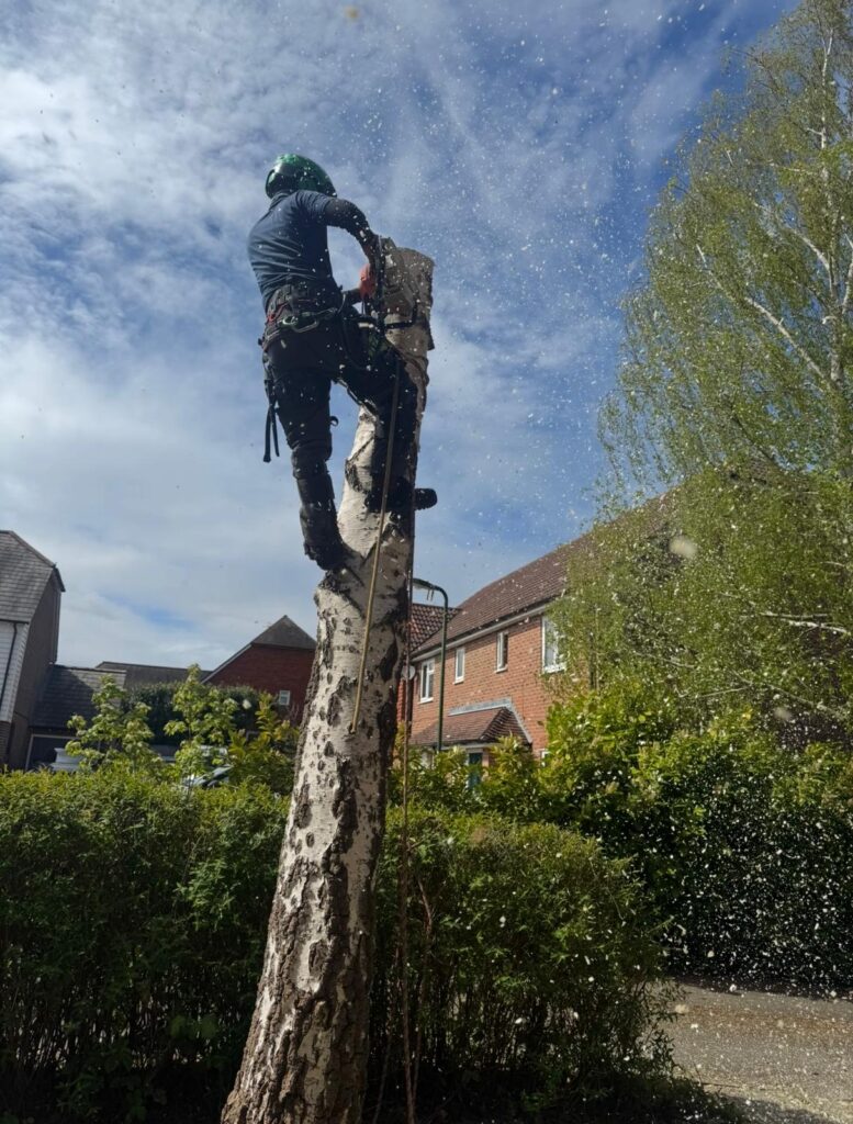 SD Tree Care professional tree surgery work