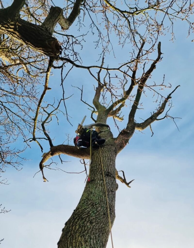 SD Tree Care professional tree surgery work