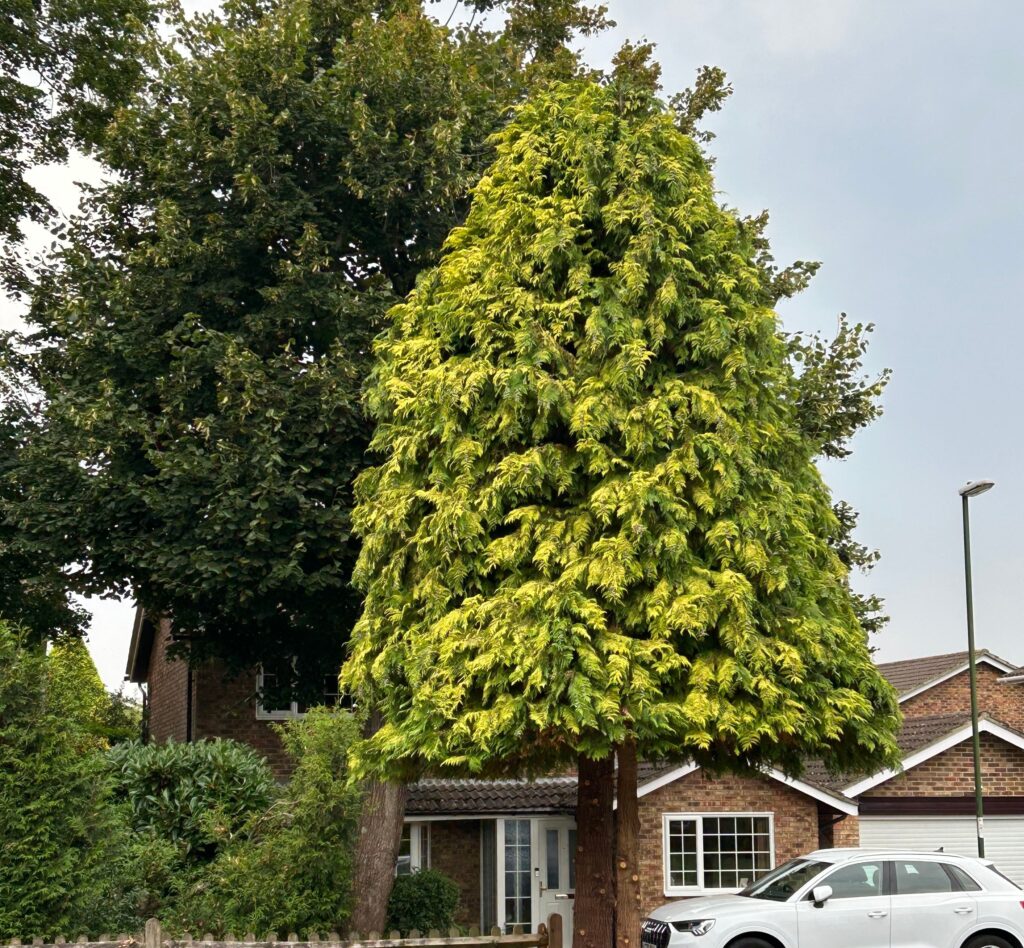 SD Tree Care professional tree surgery work