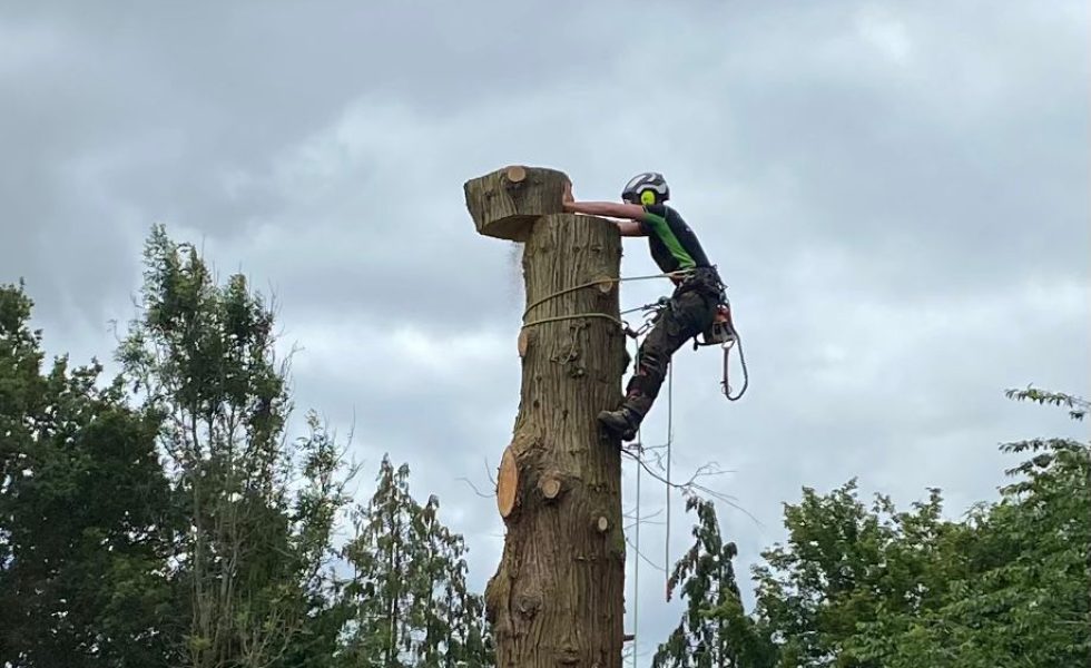Commercial Tree Surgeons West Sussex